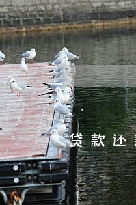 贷款还款逾期 信用记录 贷款还款逾期 信用记录